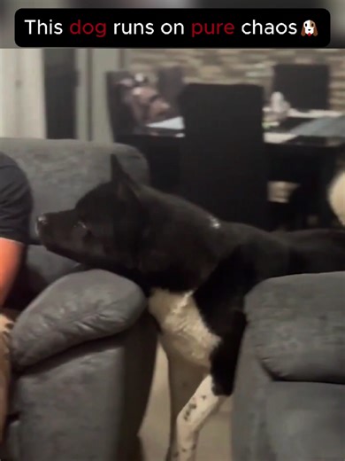 Why Dogs Are the Best Comedians: A Fun Exploration