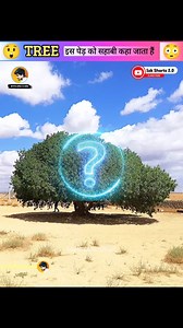 History Of Sahabi Tree || #shorts #short #shortvideo | Sami Zaki Khan