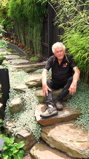 76K views · 619 reactions | How would you plant Silver Falls Dichondra? Buy Silver Falls Dichondra here: https://www.thetutuguru.com.au/shop/dichondra-argentea-silver-falls/ #BeautifulPlants #GardenInspiration #HelloHelloPlants #SilverFallsDichondra | Hello Hello Plants & Garden Supplies | Facebook