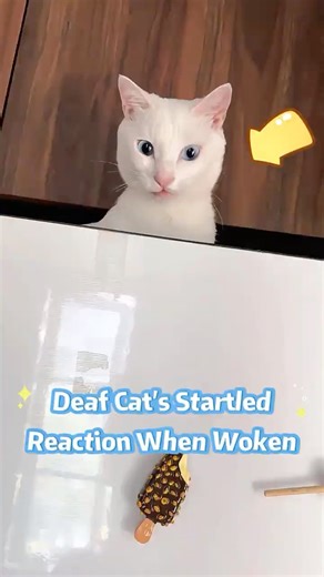 Deaf Cat's Startled Reaction When Woken!#cat #cute #pets