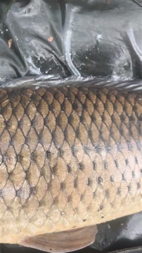 belle carpe commune #carp #carpfishing #pêche #pesca