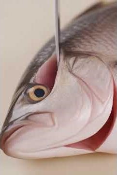 How to Fillet Fish Easily Step‑by‑Step 🐟 Beginner Filleting Tutorial Clean Cuts Explained