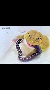 Giant American Bullfrog Eats Big Snake | Insect Forest