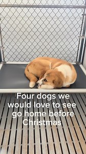 🎁 Here are four staff favorites at Humane Society of Forsyth County, GA that we would LOVE to see leave the shelter and spend Christmas in their new home! 🐾 Considering a new family member this holiday season? Meet these pups Tuesday through Thursday 11-5PM, Friday and Saturday 1-5PM! 📍444” Keith Bridge Rd., Cumming, GA, 30041 | Humane Society of Forsyth County, GA