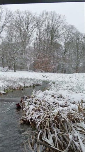 DJI NEO 2 | Frozen Lake + Stream (Under the Bridge!) #netherlands #drone #snow #quadcopter #djineo2