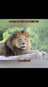 13K views · 264 reactions | The lions of Big Cat Rescue! Learn more about us at BigCatRescue.org #BigCatRescue #Conservation #Lions #WorldLionDay #Wildlife #WildlifeConservation #CaroleBaskin Music licensed for use by Artlist.io | Big Cat Rescue | Facebook