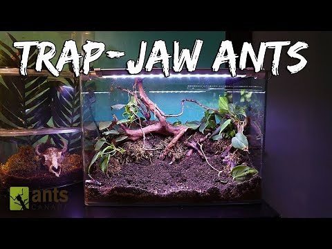 Ant Colony Spotlight: Trap-Jaw Ants (Live Feeding)