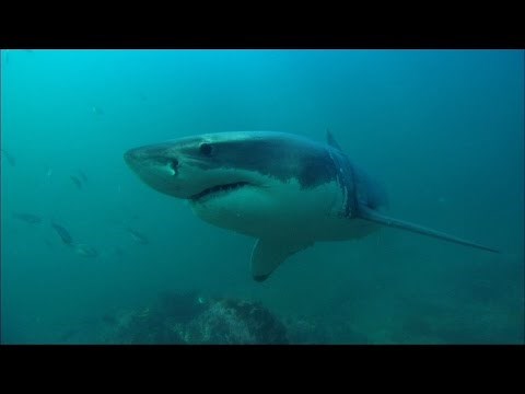 The Great White Shark Song (a sea lion's tribute)