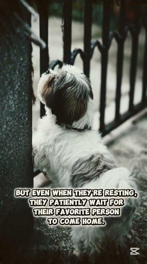 why shih tzu?? #shihtzu #funny #cuteanimal #adorable #shorts