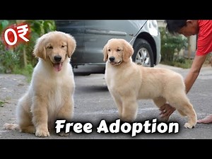 Free Golden retriever puppy | Golden Retriever for free adoption (Best Quality)