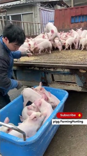 I Safely Loaded a Pig onto a Truck in JUST 10 Minute