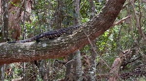 Striped Monitor Lizard Climbing Tree Wild Stock Footage Video (100% Royalty-free) 1097802343 | Shutterstock