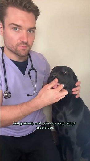 How to clean your dogs teeth