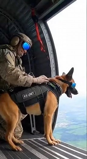 Elite K9 vs Threat | Tactical Dog Action🐕‍🦺🔥 #k9 #k9training #malinois #viral #k9unit #wildlife