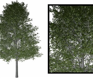 ArtStation - Shingle Oak Tree #03 - High Poly Tree (3D Model) | Game Assets