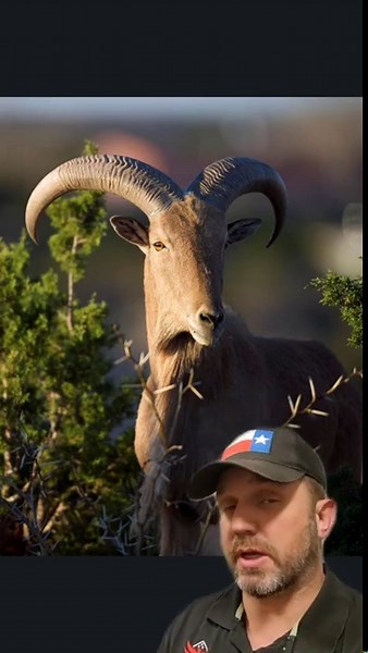Aoudad Hunting in Texas Explained