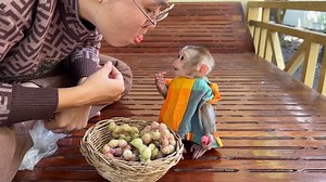 Curious Linda Open Tiny Black Eyes Learn To Eat Wildfruits First Time #monkey | PavPav ChiChi TV