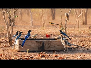 Wild Birds of Mexico Drinking Water in Their Natural Habitat | Relaxing Nature Sounds