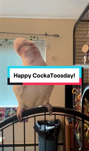 Happy CockaToosday, everyone! More snow blew in today so I figure we would match the mood with some Slipknot! 🥶🤘🦜 #windmill #metalhead #birdtok #angrybird #fyp