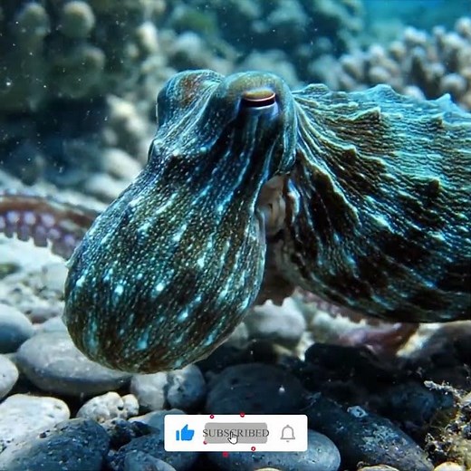 How Octopuses Reproduce: Courtship, Mating, Egg-Laying & Hatching