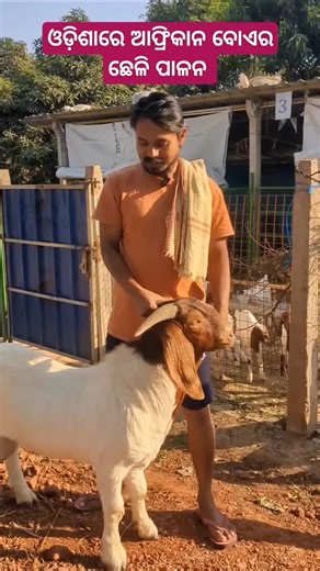 African boer goat in Odisha | Goat farming in Odisha | . . . #mydesifarm #odisha #farming #goat #goatfarming #boergoat | My Desi Farm