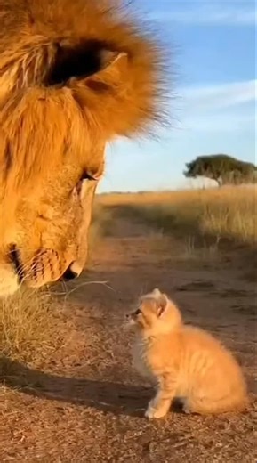 Lion scared the little Cat | Sonya Mustafa