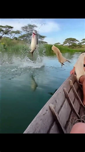 Is Cat Reflex Too Fast For Own Good