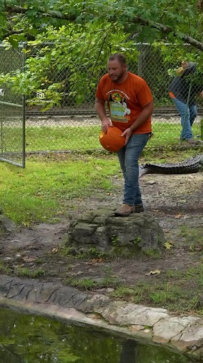 DON'T BLINK OR YOU'LL MISS IT!Have you ever seen a croc make a pumpkin explode in a fraction of a second? Even at 1/5 speed this beast is fast and there is absolutely no sign of it up until the instant it strikes!I was on hand recently while @savannahboan and the crew @gatorland__orlando were sending some festivepumpkins to meet their maker in the jaws of some of the biggest and baddest gators and crocs on the property.Check out their YouTube channel for a closer look at the action. The sheer po