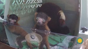 114K views · 3.4K reactions | Jeepers! We really love those peepers. The Zoo is celebrating the birth of three critically endangered red-ruffed lemurs. Visit our three adult red-ruffed lemurs and the babies at the Small Mammal House. #WeSaveSpecies | Smithsonian’s National Zoo and Conservation Biology Institute | Facebook