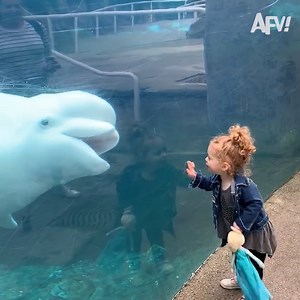 4.1M views · 10K reactions | It's the Age of Aquariums!  | America's Funniest Home Videos | Facebook
