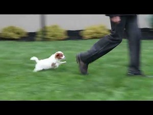 Cavapoo Puppies For Sale