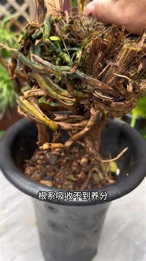 Boost Your Orchid Bud Sprouting with This Secret Technique