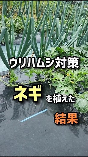 Results of planting green onions to control cucumber beetles