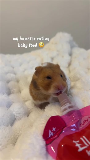 Hamster Enjoys Baby Food Treats