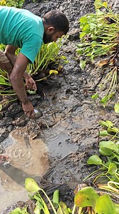 867K views · 2K reactions | Amazing Big Eel Fish Catching Muddy | Daily Fishing Life | Facebook