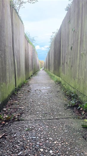 Understanding English Bull Terriers: Traits and Care