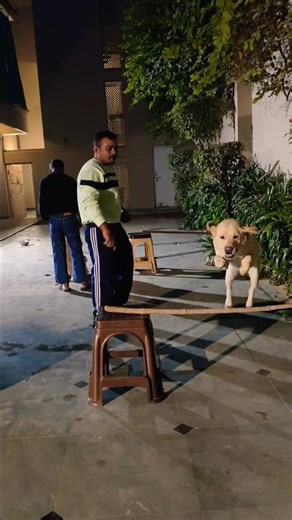 Labrador Training #session #1336 #labrador #shorts