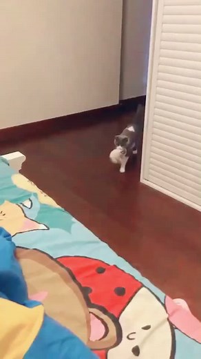 Laugh with Funny Kittycat Videos - WeAreTikTok