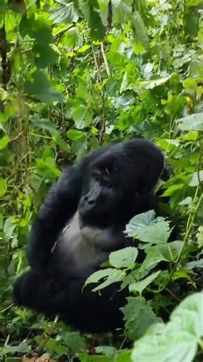Wild Gorilla Attack in Bwindi National Park