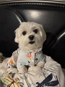 Heyyy frens 💜 it’s me — Lil Hopey B! 🐾 So, Crazy Mommy’s been on a roll lately… working on new books, new graphics, new ideas — she’s basically a creative tornado! 💻🎨✨ Buuut… she keeps tellin’ me the same bedtime stories! 😴 Like, Mommy… I love ‘em, but this pup needs some fresh material! 😂 So what do you guys think? Should Crazy Mommy chop chop and come up with a brand new bedtime story for this weekend? 📚🐾 Because this lil diva is ready for a new adventure before bedtime! 💜✨ © Lil Hope