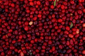 Salary of Cranberry Farmer | Sapling