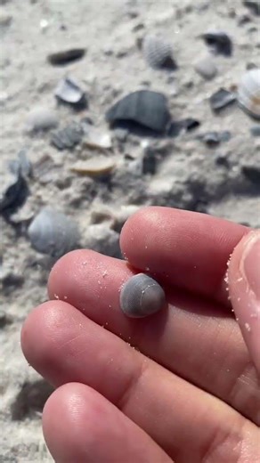 Small Blue Seashell #shorts