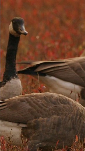 Canadian geese in Algonquin Provincial Park!