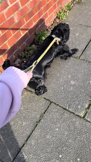 Guide to Using a Figure of 8 Dog Lead