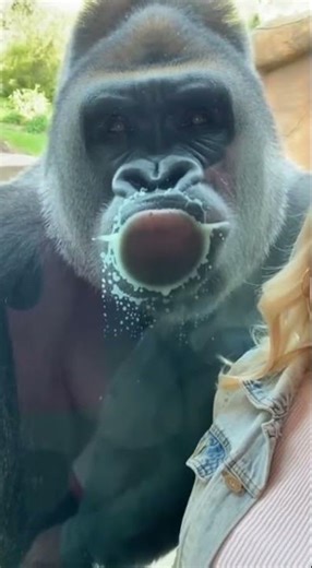 “Gorilla Face Smashed on Glass! Funniest Zoo Moment Ever 😂🦍”