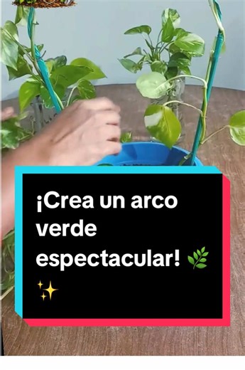 Soporte elegante para plantas trepadoras en casa