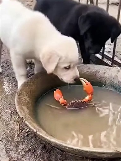 Naughty Puppy Fun with Crab: A Hilarious Moment