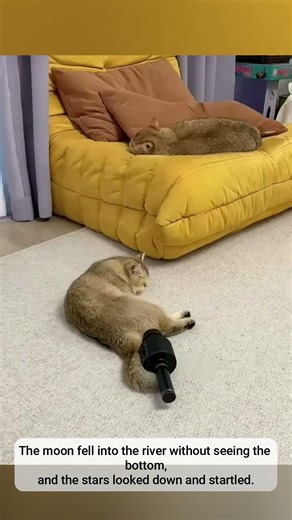 “Cat Accidentally Farts Into a Microphone… Instant Regret!”