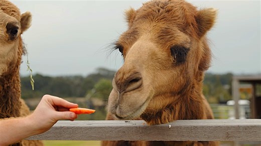 Watch what happens when you feed a camel