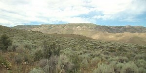 Fewer mule deer tags issued in Nevada